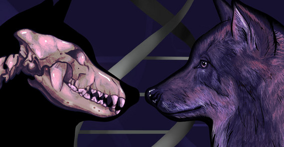 DNA-Sequenzierung des Grauwolfs | Bildrechte: Jessica Rae Peto, The Francis Crick Institute DNA-Sequenzierung des Grauwolfs