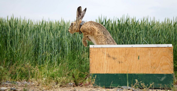 A hare fitted with a tracking collar jumps out of a transport box. A hare fitted with a tracking collar jumps out of a transport box.