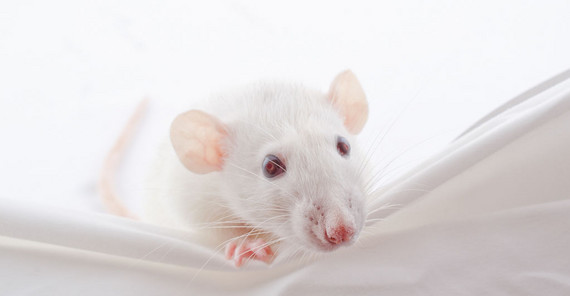 Labormaus. Foto: Fotolia/Kirill Kurashov. Labormaus. Foto: Fotolia/Kirill Kurashov.